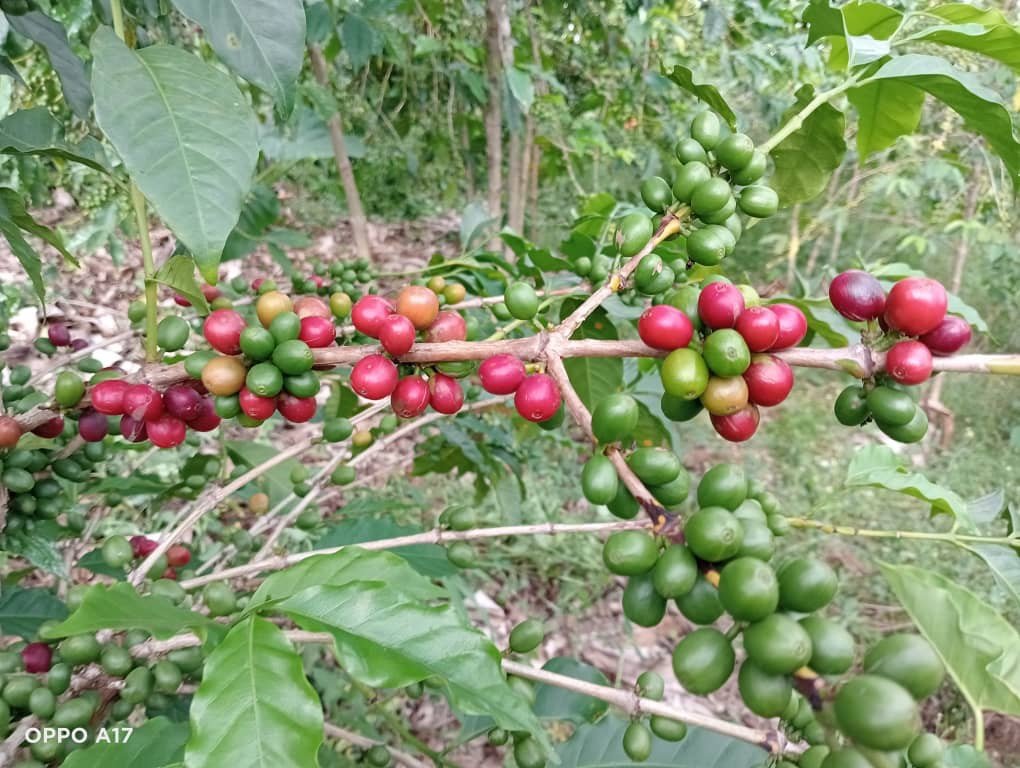 In farm