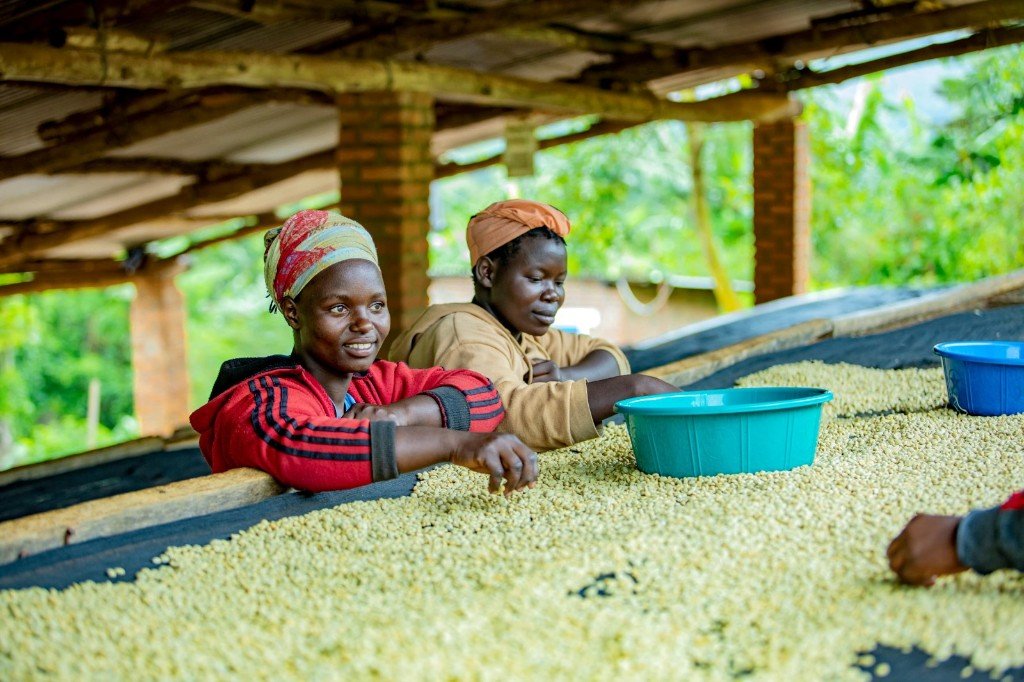 Specialty coffee from Rwanda