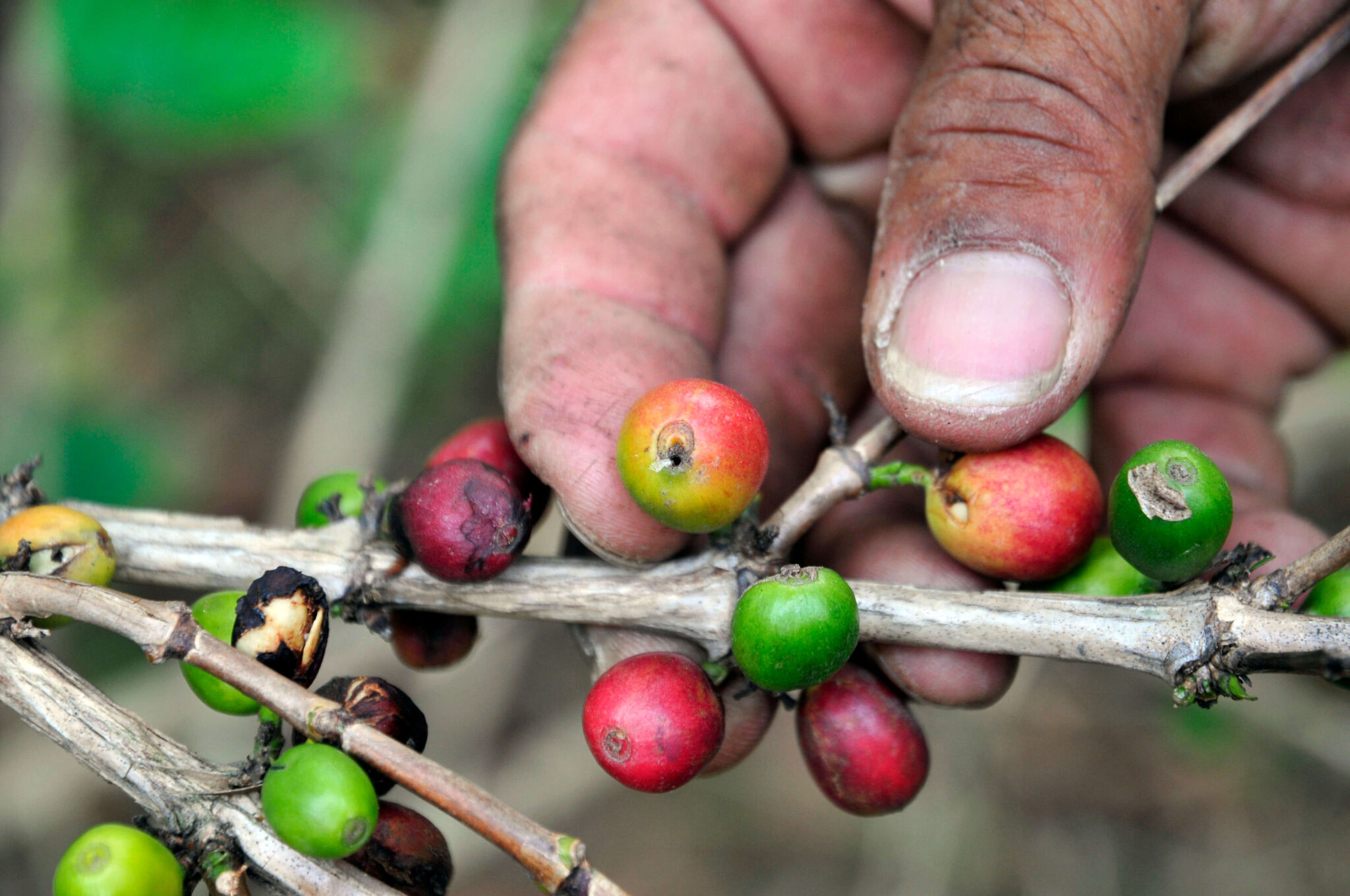 A Guide to Common Coffee Pests & Diseases – GMAC — Green Mountain ...