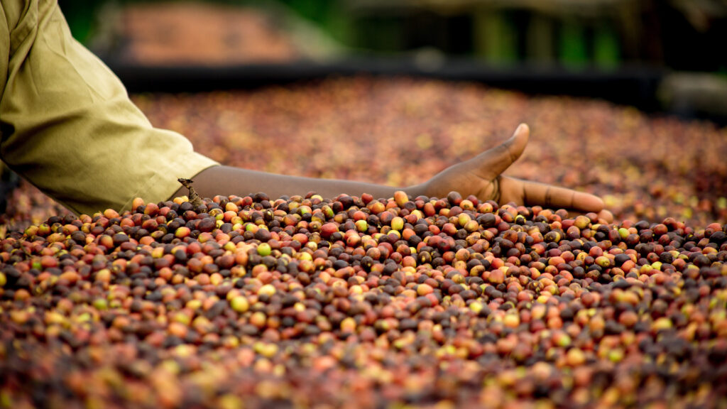 Not Yet Drying Natural Coffee - GMAC